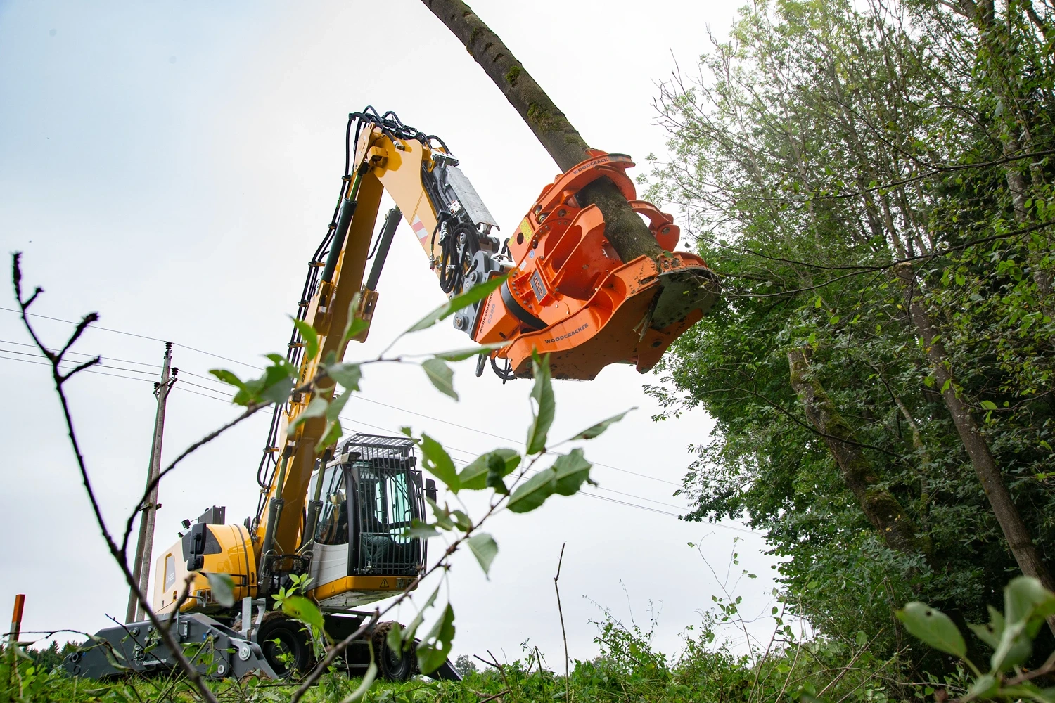 Professional Tree Shears